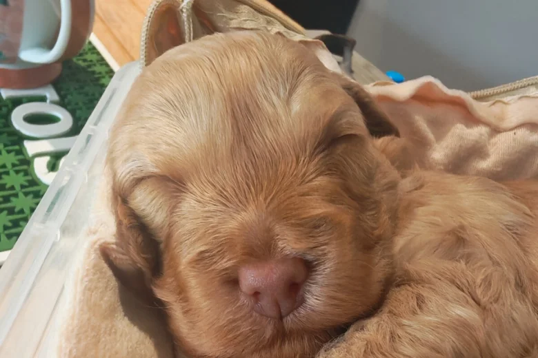 Cockapoo