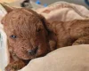 Cockapoo