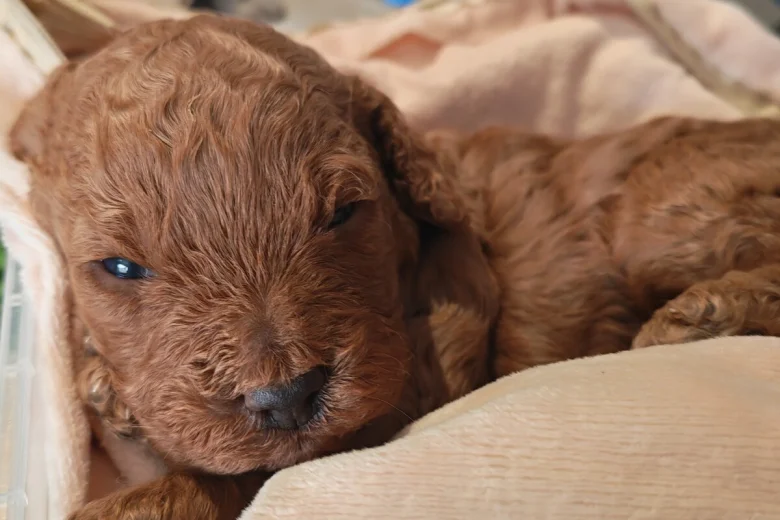 Cockapoo