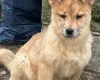 Mixed Breed