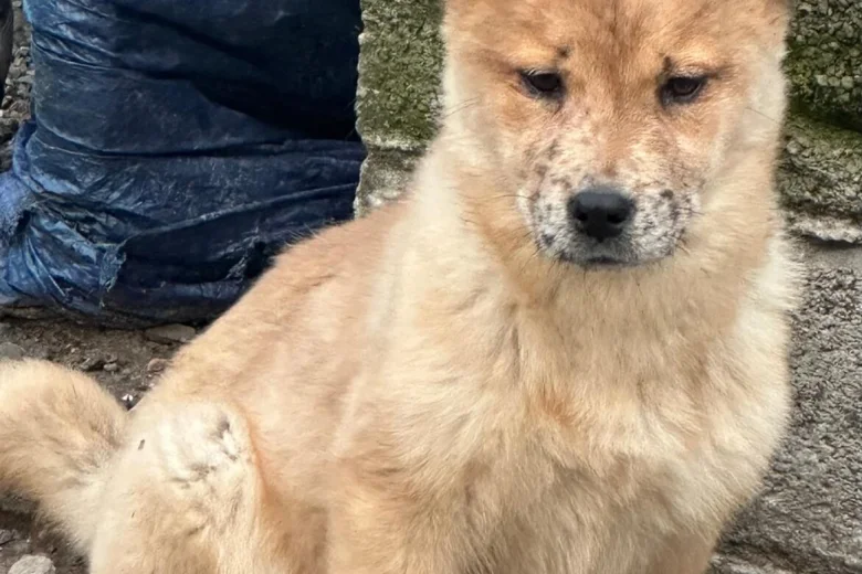 Mixed Breed