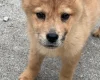 Mixed Breed
