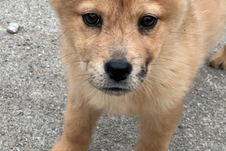 Mixed Breed