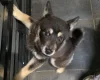 Mixed Breed