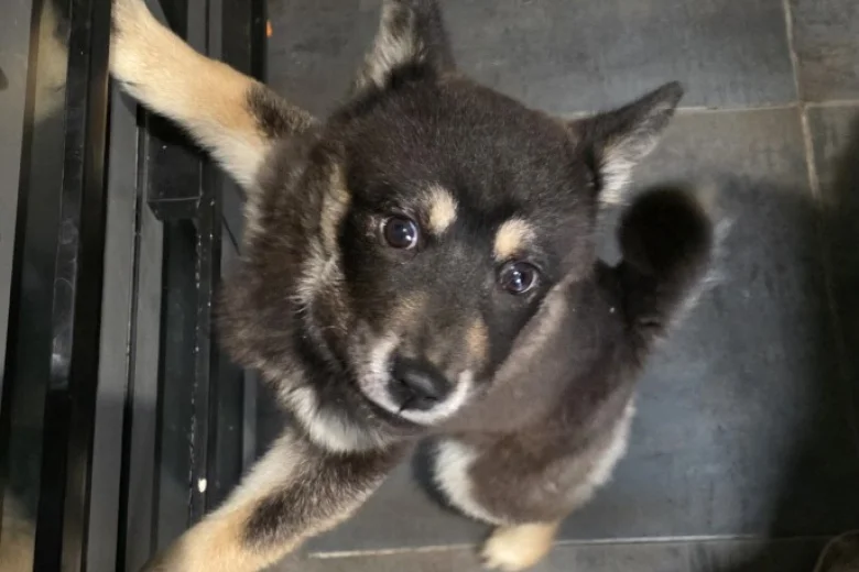 Mixed Breed