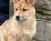 Mixed Breed