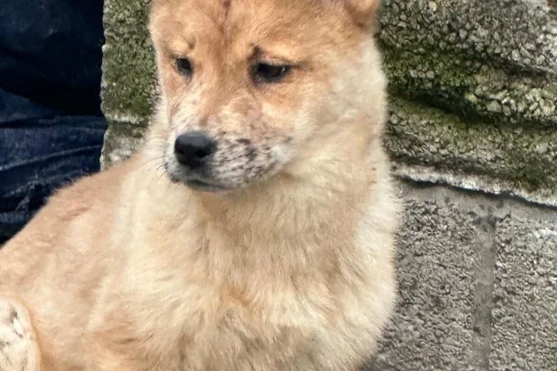 Mixed Breed