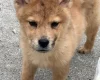 Mixed Breed
