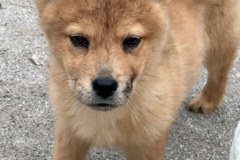 Mixed Breed