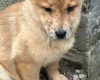 Mixed Breed