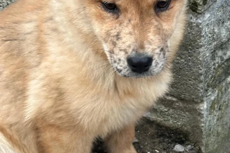 Mixed Breed