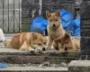 Mixed Breed
