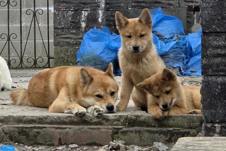 Mixed Breed