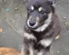 Mixed Breed