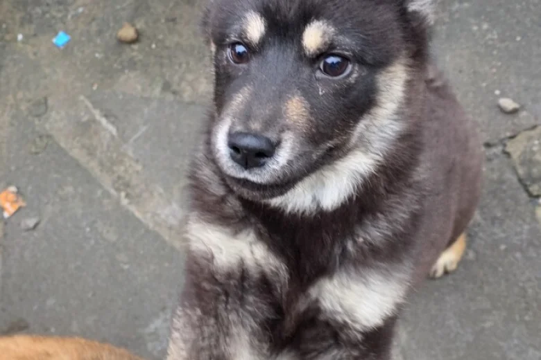 Mixed Breed