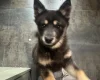 Mixed Breed