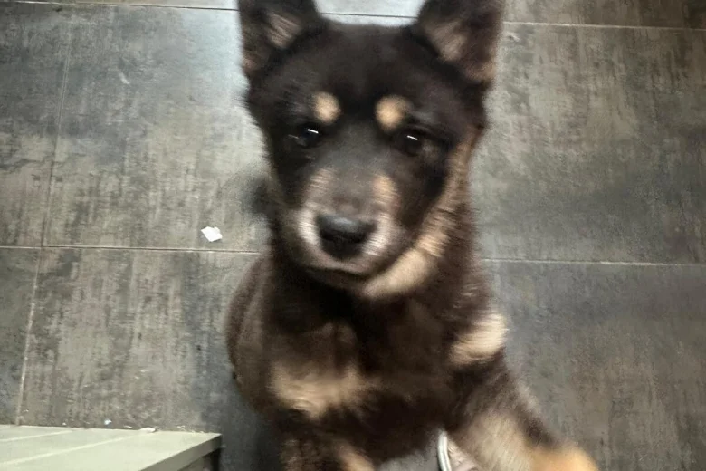Mixed Breed