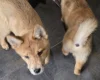 Mixed Breed