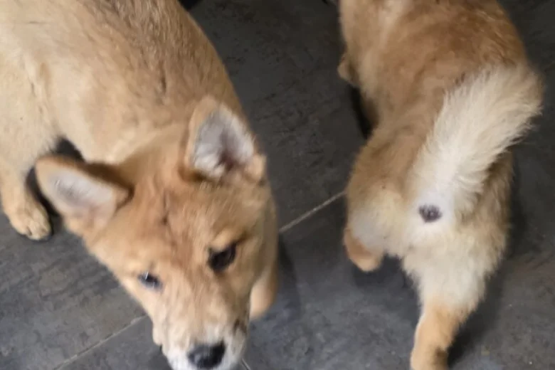Mixed Breed