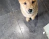 Mixed Breed