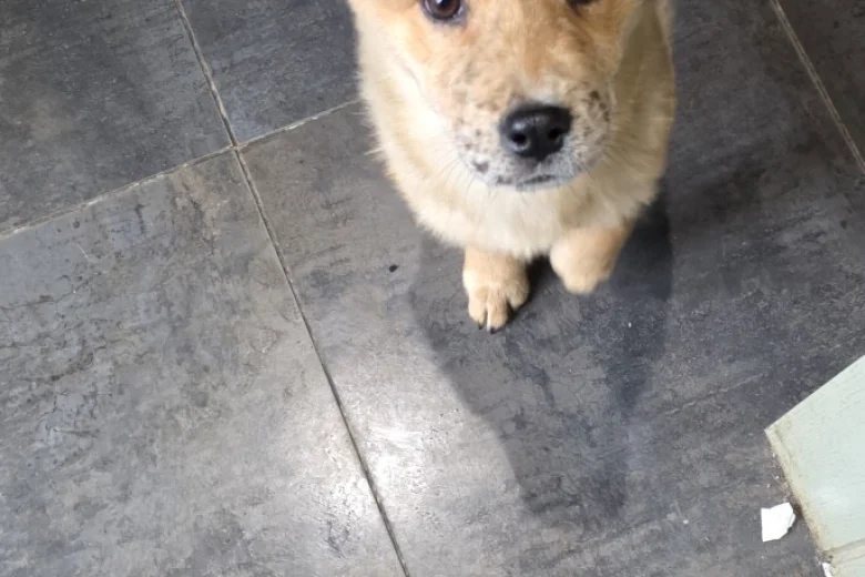 Mixed Breed
