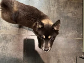 Mixed Breed