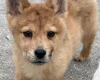Mixed Breed