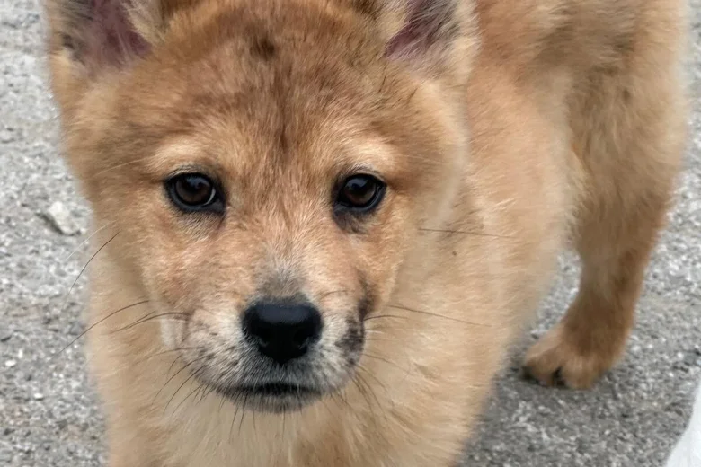 Mixed Breed