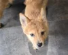 Mixed Breed