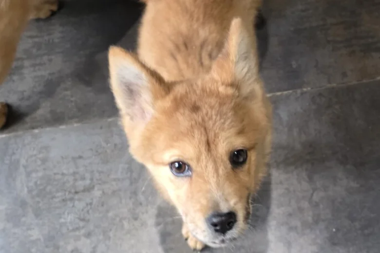 Mixed Breed