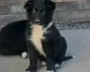 German Shepherd (Alsatian)