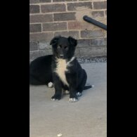German Shepherd (Alsatian)