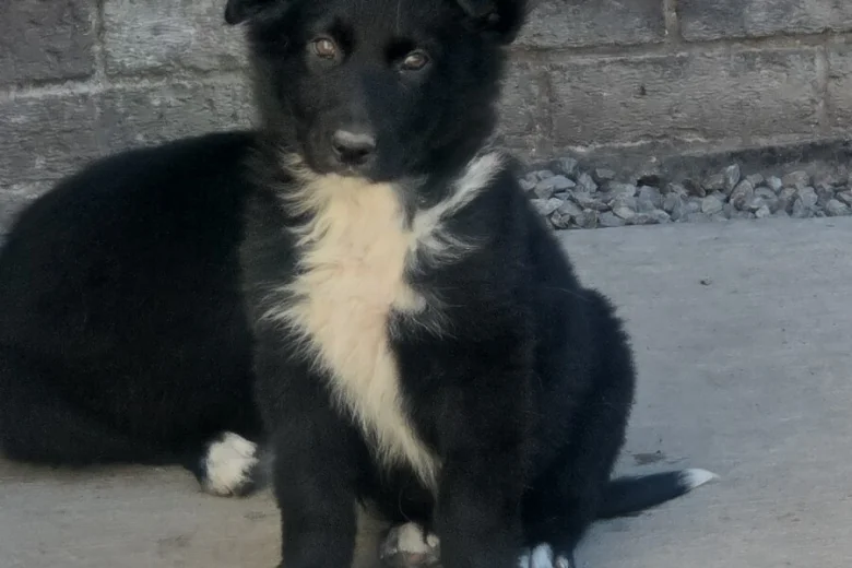 German Shepherd (Alsatian)
