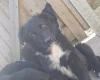 German Shepherd (Alsatian)