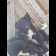 German Shepherd (Alsatian)