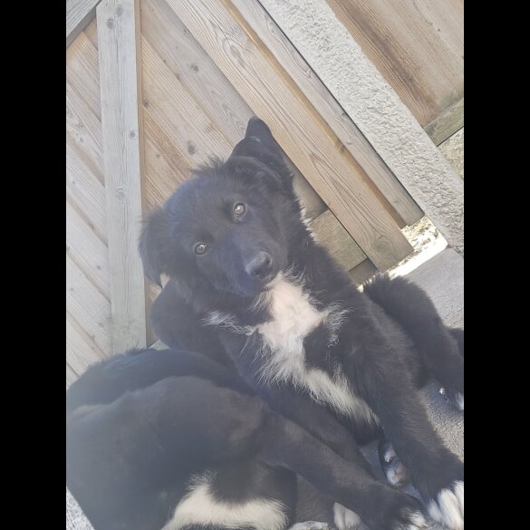 German Shepherd (Alsatian)