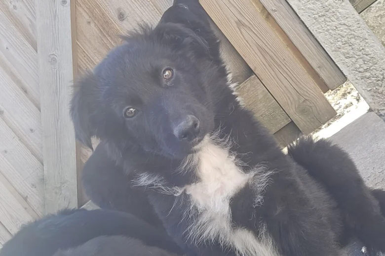 German Shepherd (Alsatian)