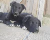 German Shepherd (Alsatian)