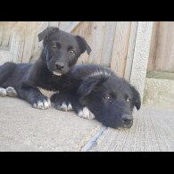 German Shepherd (Alsatian)