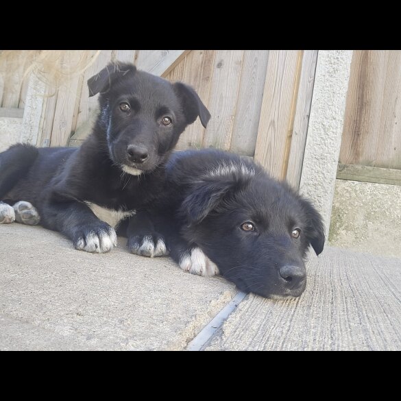 German Shepherd (Alsatian)