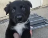 German Shepherd (Alsatian)