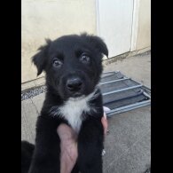 German Shepherd (Alsatian)