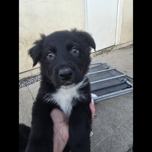 German Shepherd (Alsatian)