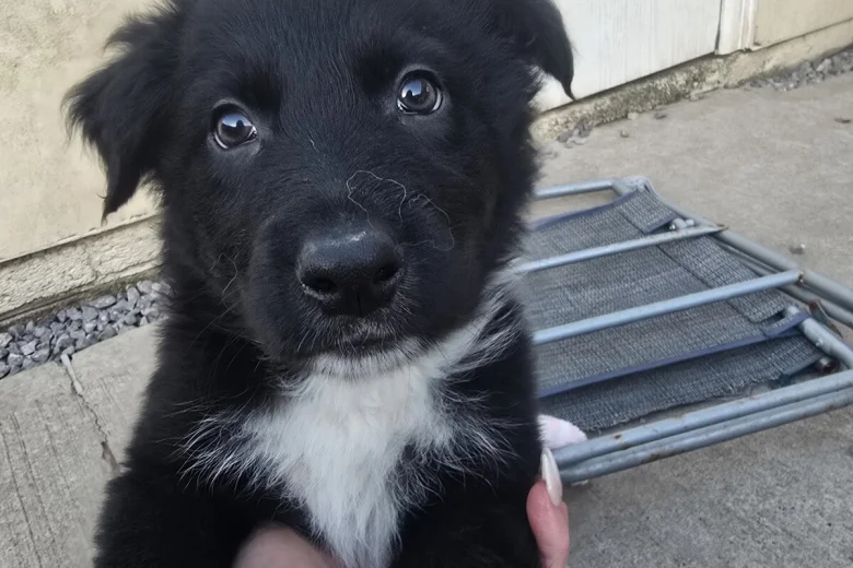 German Shepherd (Alsatian)
