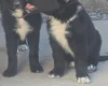 German Shepherd (Alsatian)