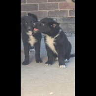 German Shepherd (Alsatian)