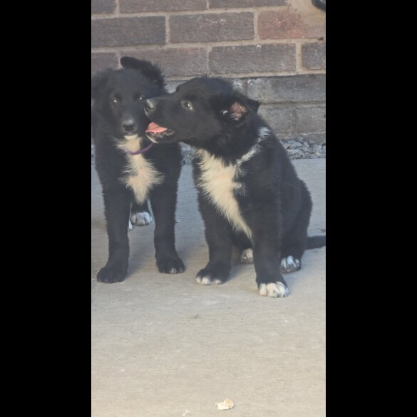 German Shepherd (Alsatian)