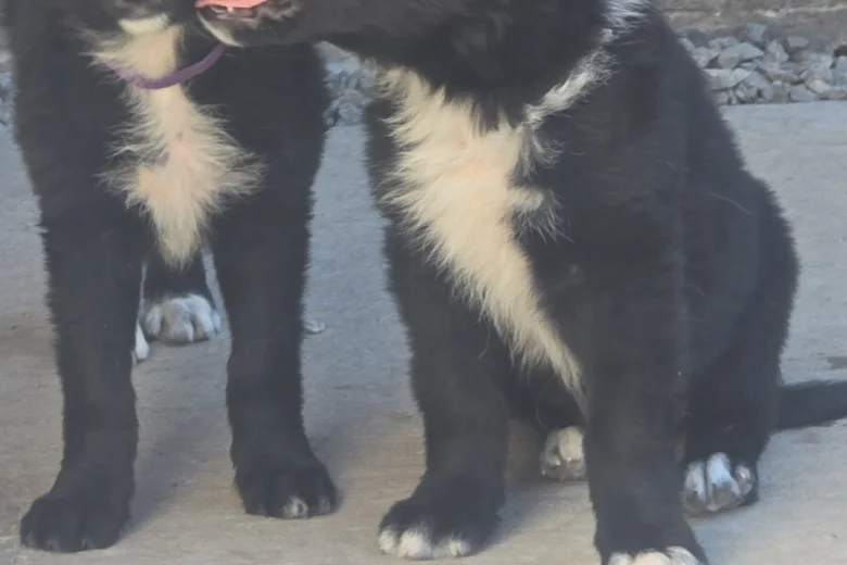 German Shepherd (Alsatian)