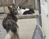 German Shepherd (Alsatian)