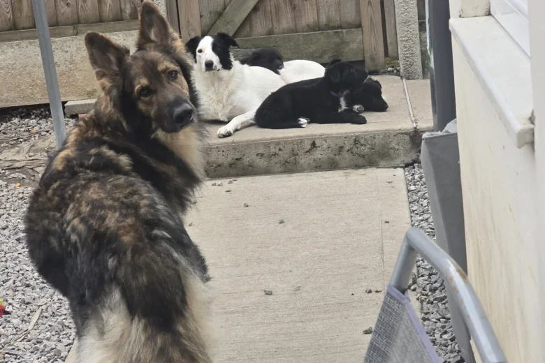 German Shepherd (Alsatian)